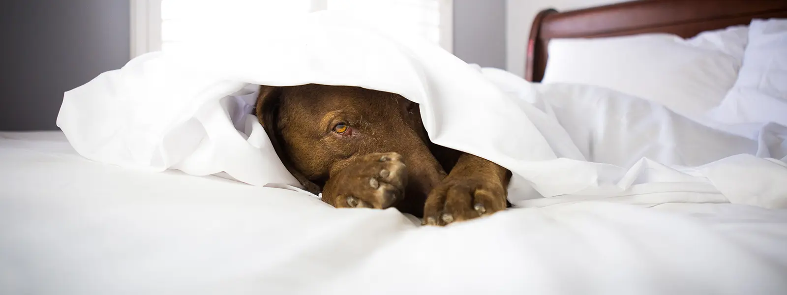 CBR Dylian in white sheets