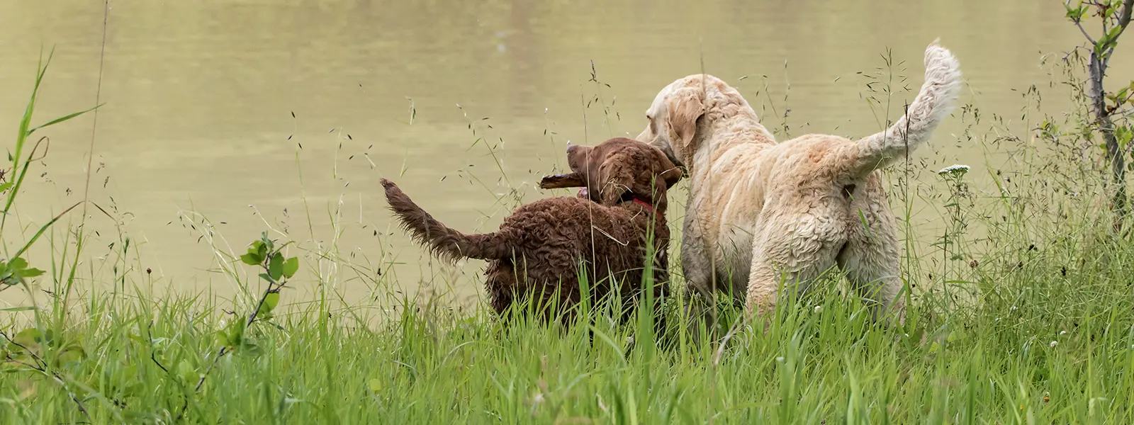 Two Chessies at the edge of water