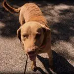 Toby Southwest CBRRR