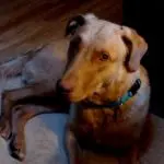 Max CBRRR NW 3257 Bed