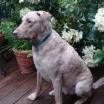 Max CBRRR NW 3257 Flowers