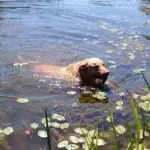 Max swims CBRRR NW 3257