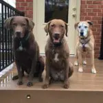 Roxy's Clan