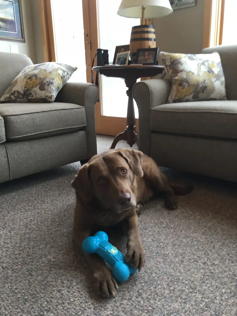 Moose NW good boy