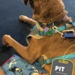 Otis takes flight