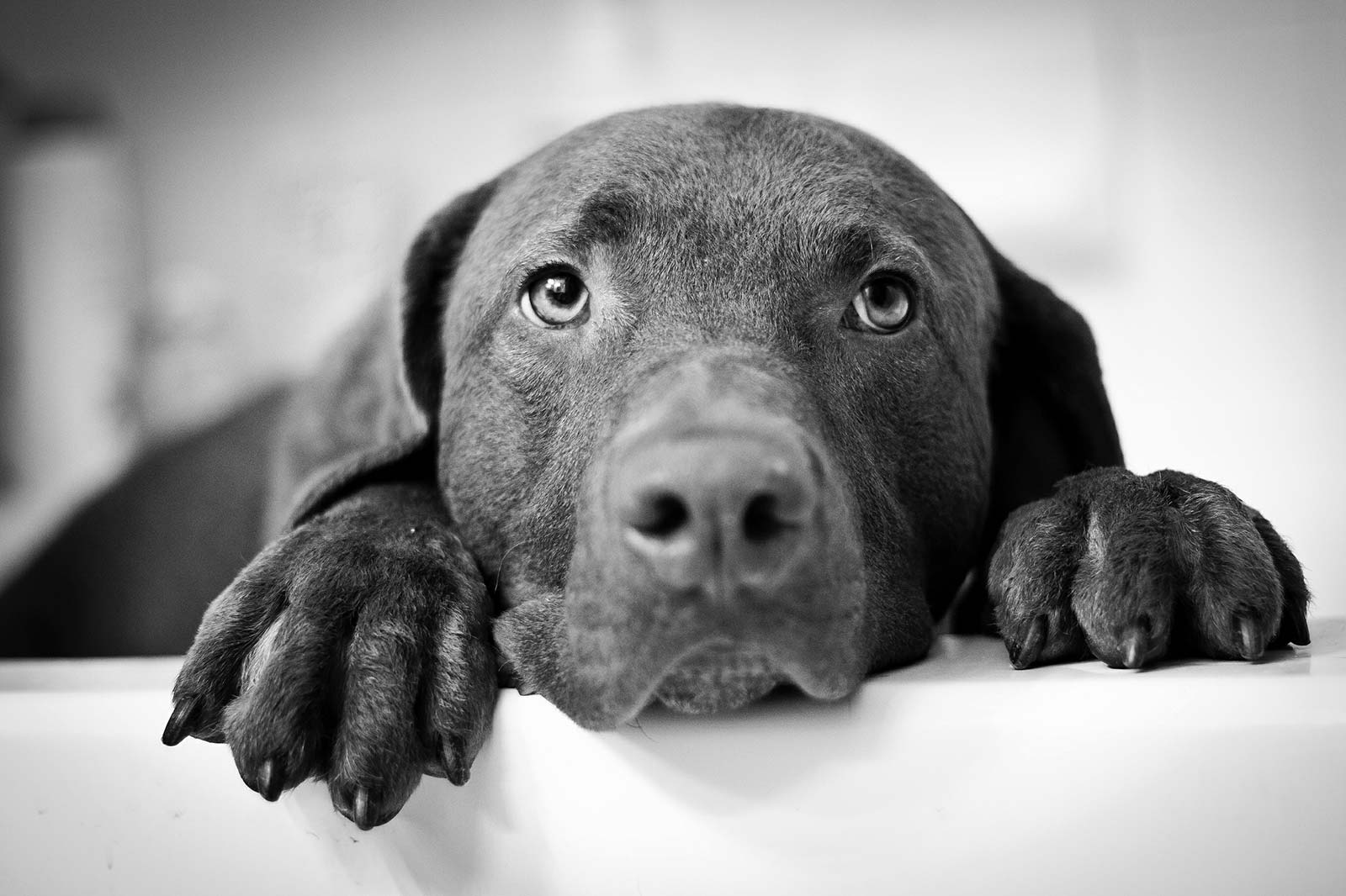 CBR Dylian blank and white