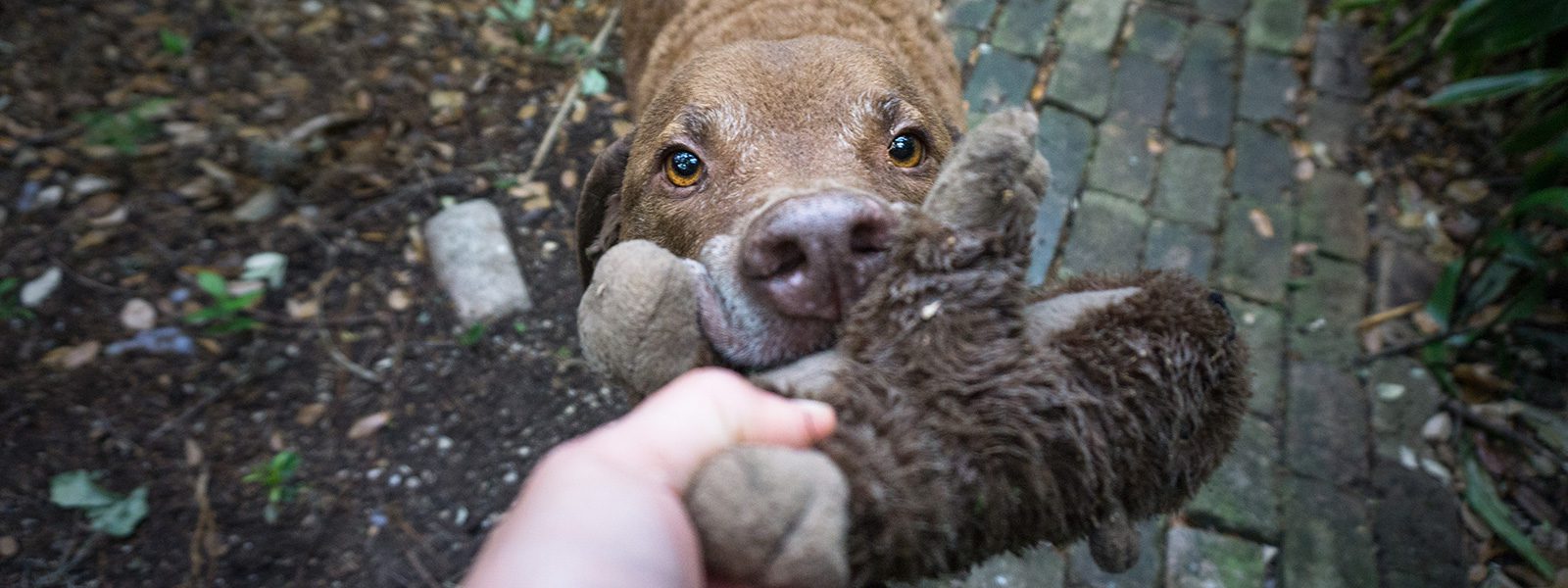 Chesapeake Bay Retriever stuffed toy love