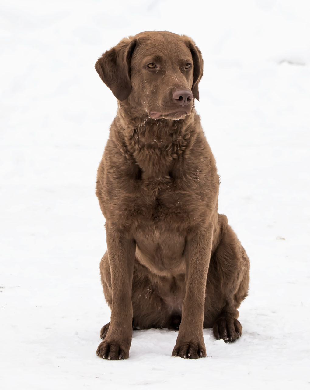 Chesapeake Bay Retriever Dog Breed Information and Characteristics