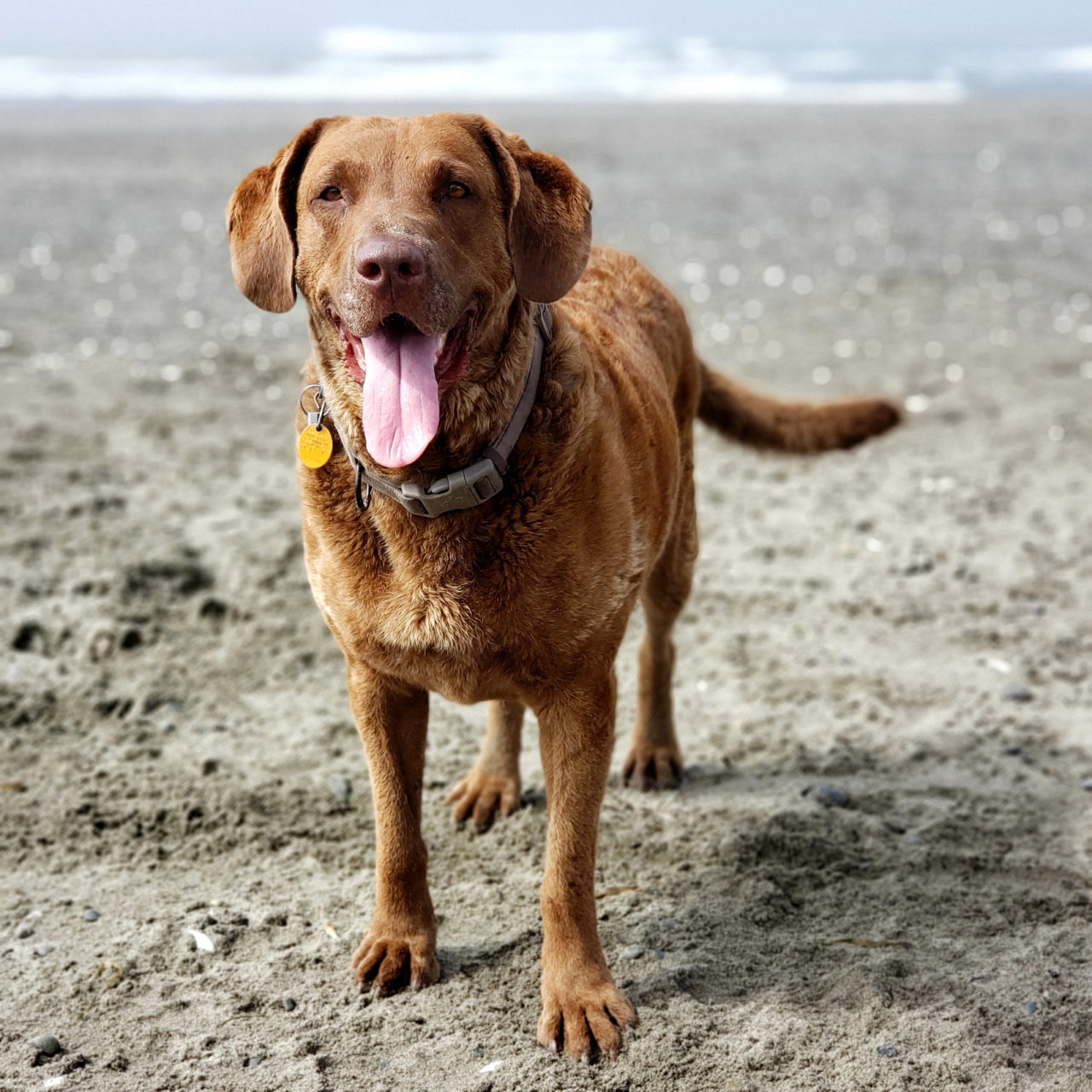 Chesapeake bay retriever hot sale rescue