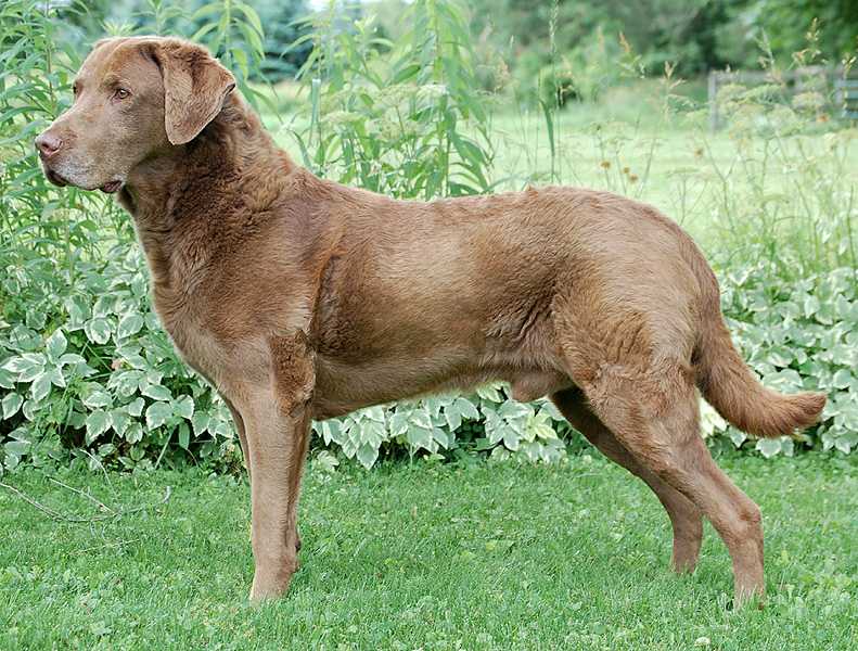 Chesapeake Bay Retriever Dog Breed Information and Characteristics