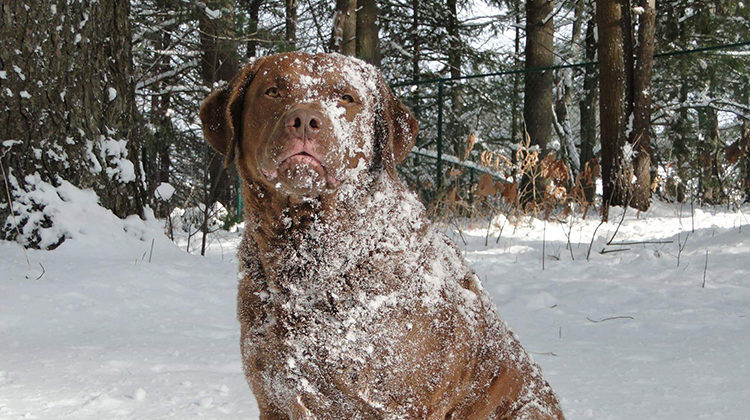 Chesapeake Bay Retriever Dog Breed Information and Characteristics