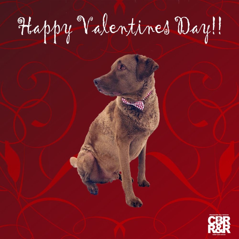 Chesapeake Bay Retriever Relief & Rescue - Cbr Dog Adoptions