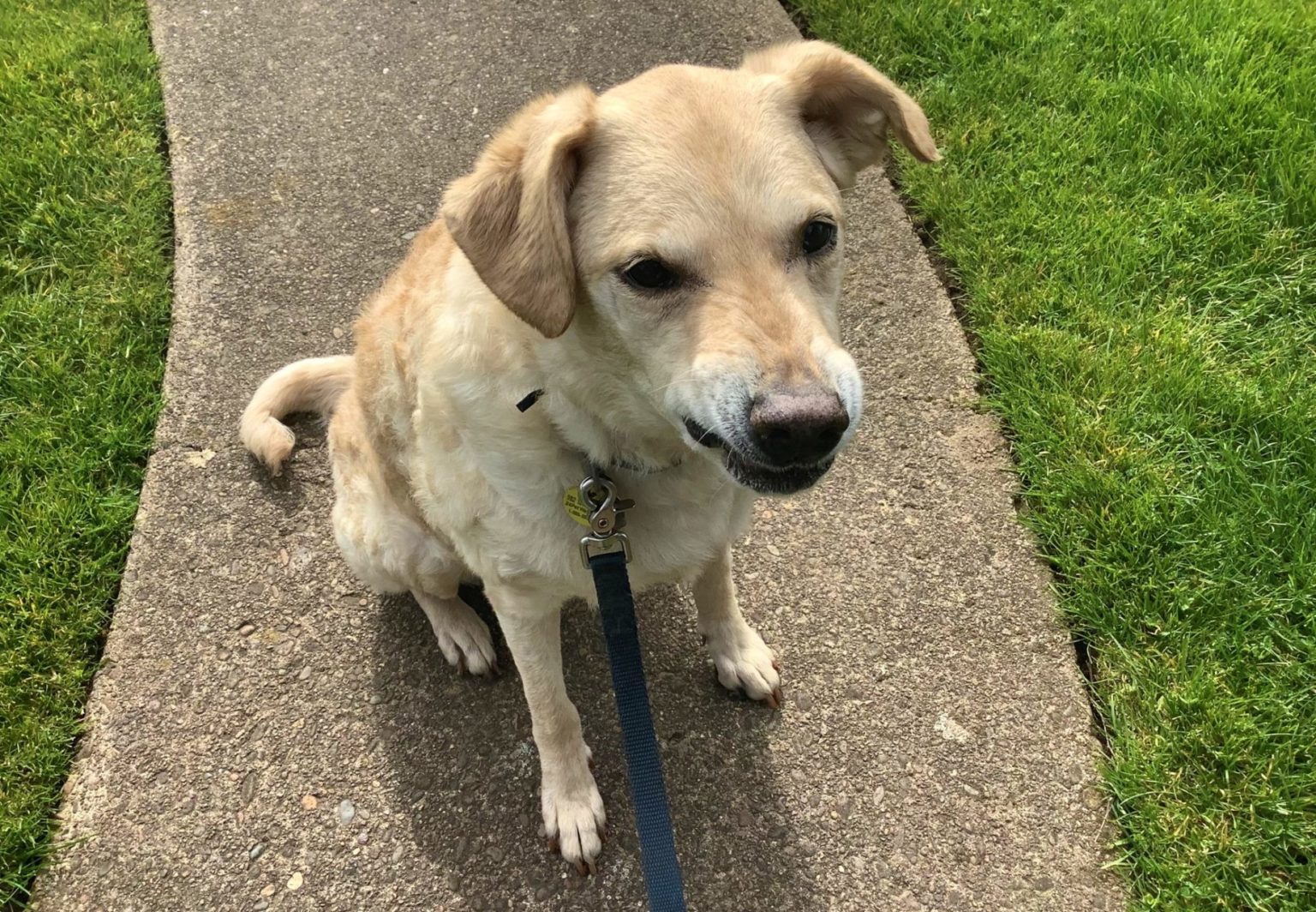 A Dog Named Stella - Chesapeake Bay Retriever Relief & Rescue