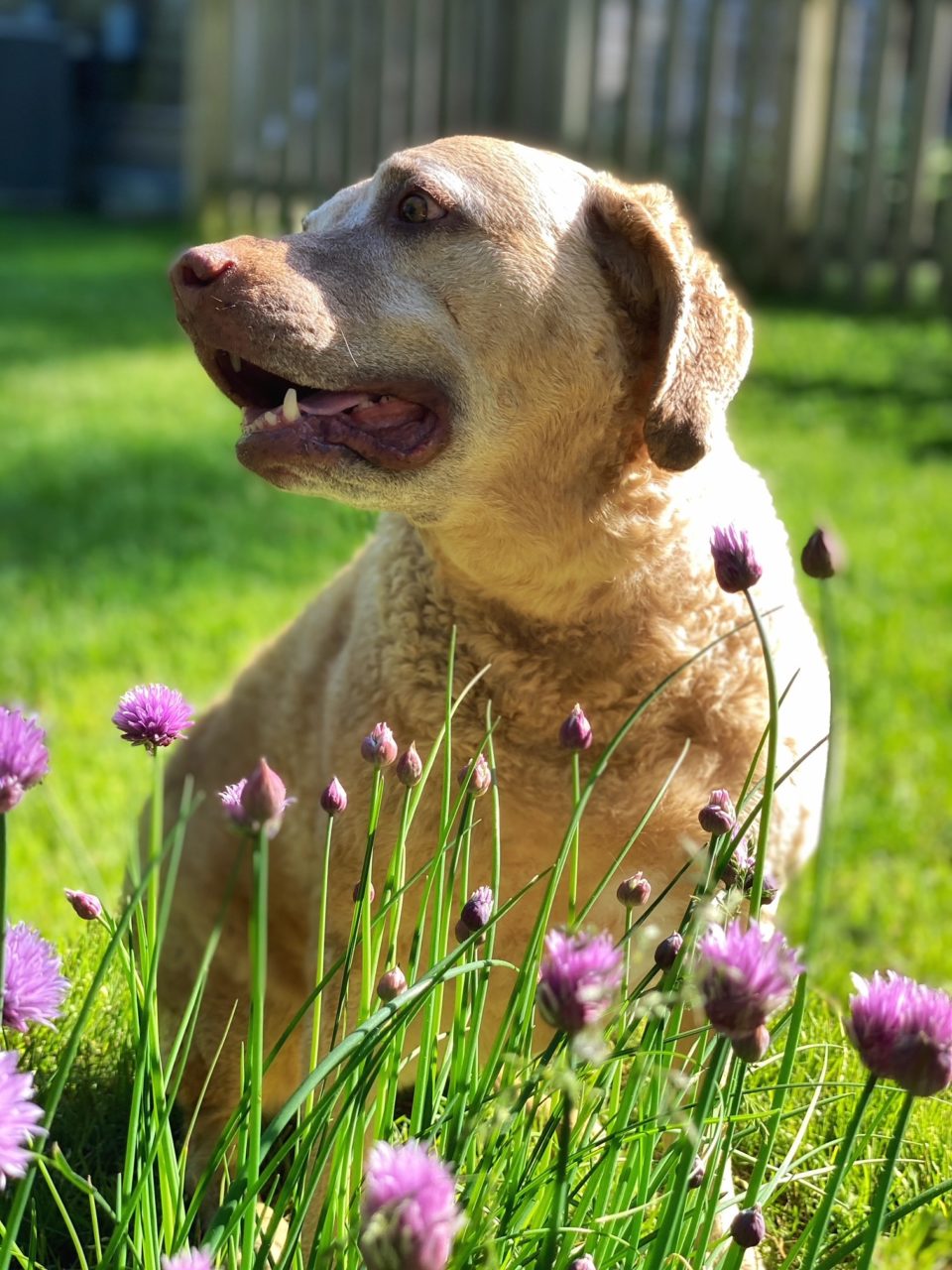 Chesapeake Bay Retriever Relief & Rescue - CBR Dog Adoptions