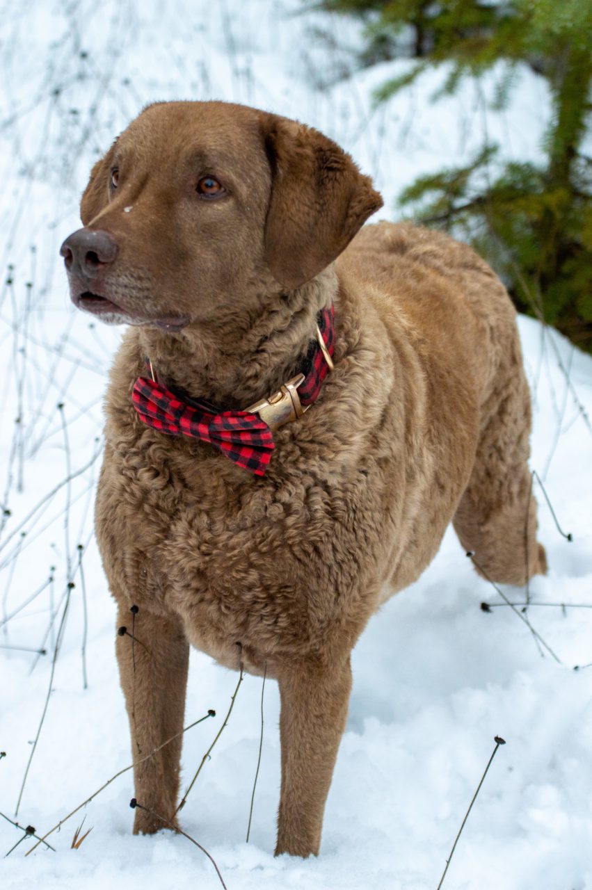 Chesapeake Bay Retriever Relief & Rescue - CBR Dog Adoptions