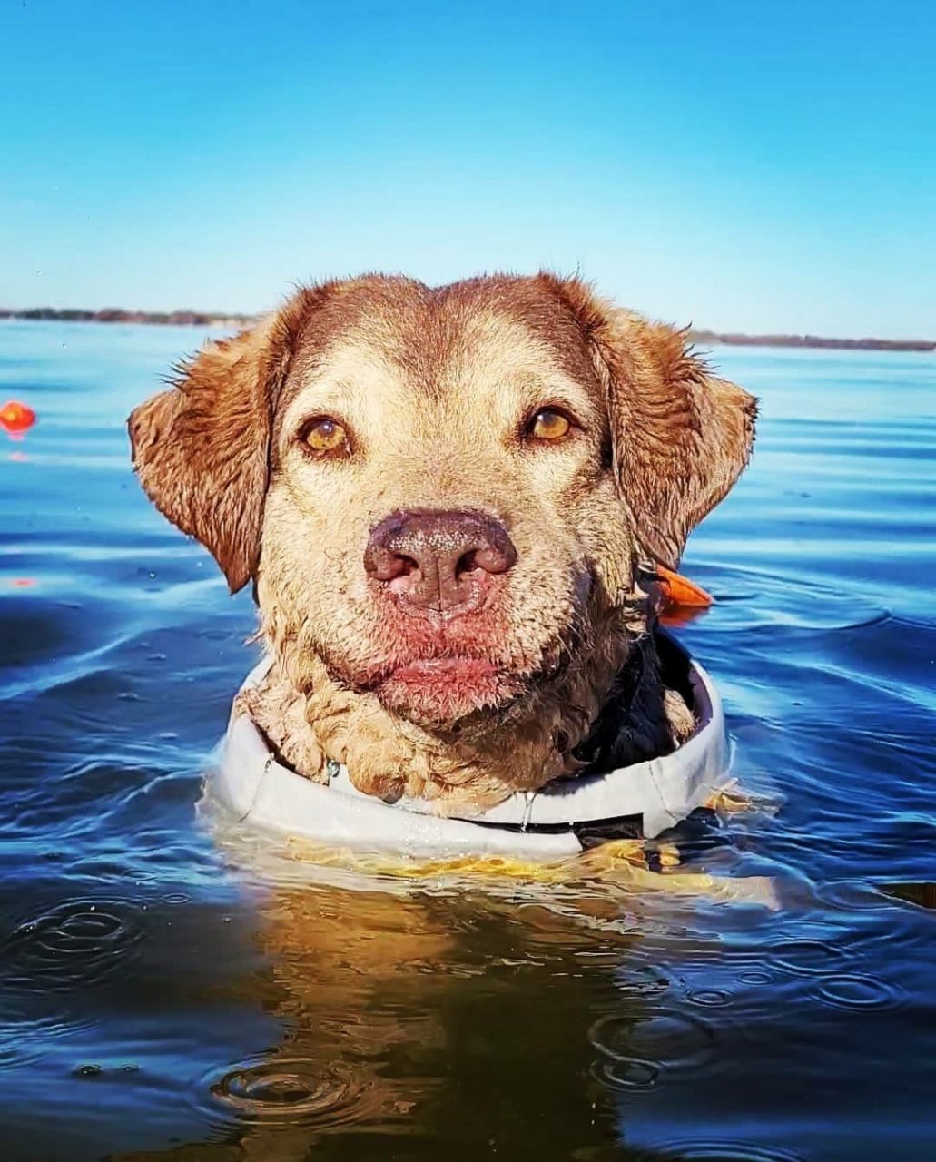 Chesapeake Bay Retriever Relief & Rescue - CBR Dog Adoptions