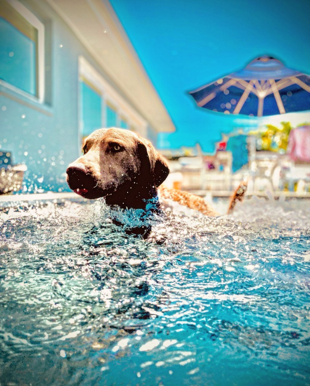 Chesapeake Bay Retriever Relief & Rescue - CBR Dog Adoptions