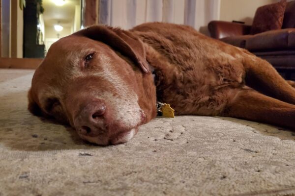 Baloo RIP December 2025